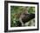 Female Leopard Rests in the Shade, Lying on the Branch of a Tree-John Warburton-lee-Framed Photographic Print