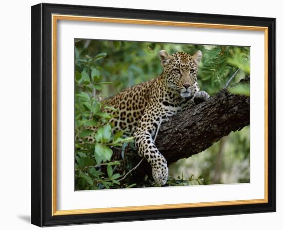 Female Leopard Rests in the Shade, Lying on the Branch of a Tree-John Warburton-lee-Framed Photographic Print