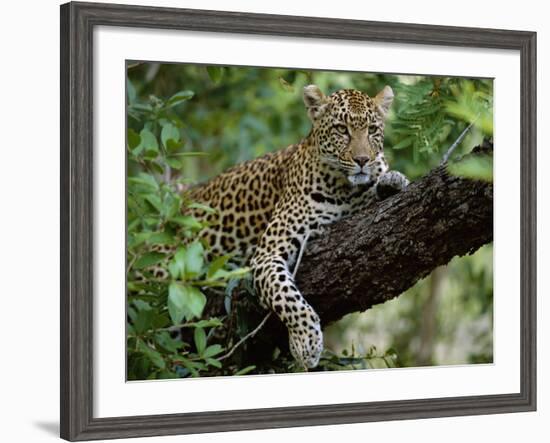 Female Leopard Rests in the Shade, Lying on the Branch of a Tree-John Warburton-lee-Framed Photographic Print