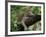 Female Leopard Rests in the Shade, Lying on the Branch of a Tree-John Warburton-lee-Framed Photographic Print