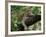 Female Leopard Rests in the Shade, Lying on the Branch of a Tree-John Warburton-lee-Framed Photographic Print