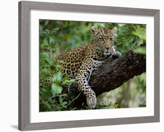 Female Leopard Rests in the Shade, Lying on the Branch of a Tree-John Warburton-lee-Framed Photographic Print