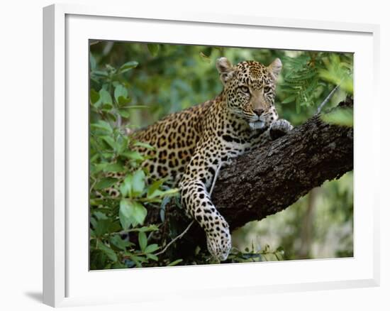 Female Leopard Rests in the Shade, Lying on the Branch of a Tree-John Warburton-lee-Framed Photographic Print