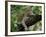 Female Leopard Rests in the Shade, Lying on the Branch of a Tree-John Warburton-lee-Framed Photographic Print