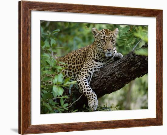 Female Leopard Rests in the Shade, Lying on the Branch of a Tree-John Warburton-lee-Framed Photographic Print