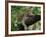 Female Leopard Rests in the Shade, Lying on the Branch of a Tree-John Warburton-lee-Framed Photographic Print