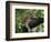 Female Leopard Rests in the Shade, Lying on the Branch of a Tree-John Warburton-lee-Framed Photographic Print