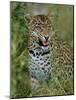 Female Leopard, Sabi Sands Game Reserve, South Africa-John Warburton-lee-Mounted Photographic Print