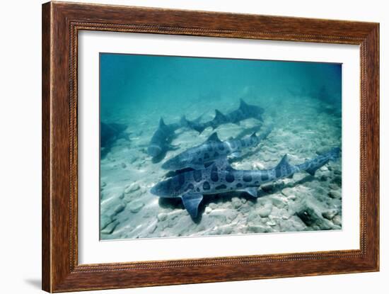 Female Leopard Sharks-Georgette Douwma-Framed Photographic Print