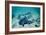 Female Leopard Sharks-Georgette Douwma-Framed Photographic Print