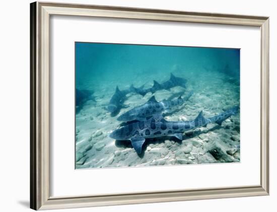 Female Leopard Sharks-Georgette Douwma-Framed Photographic Print
