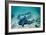 Female Leopard Sharks-Georgette Douwma-Framed Photographic Print