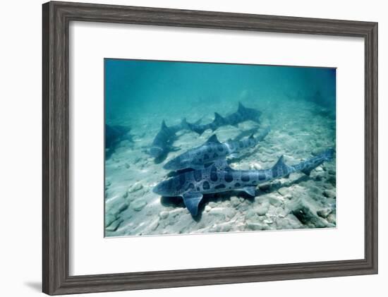 Female Leopard Sharks-Georgette Douwma-Framed Photographic Print