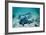 Female Leopard Sharks-Georgette Douwma-Framed Photographic Print