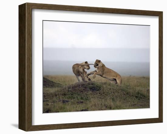 Female Lion, Masai Mara National Reserve, Kenya, East Africa, Africa-Angelo Cavalli-Framed Photographic Print