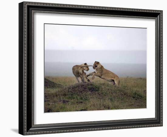 Female Lion, Masai Mara National Reserve, Kenya, East Africa, Africa-Angelo Cavalli-Framed Photographic Print