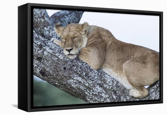 Female Lion Sleeping in Acacia Tree in Jungle, Ngorongoro, Tanzania-James Heupel-Framed Premier Image Canvas