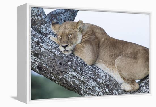 Female Lion Sleeping in Acacia Tree in Jungle, Ngorongoro, Tanzania-James Heupel-Framed Premier Image Canvas