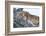 Female Lion Sleeping in Acacia Tree in Jungle, Ngorongoro, Tanzania-James Heupel-Framed Photographic Print