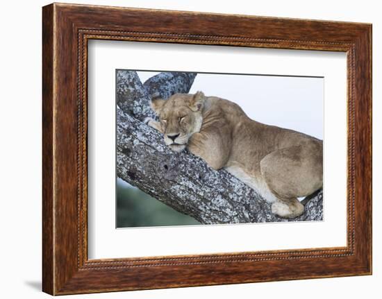 Female Lion Sleeping in Acacia Tree in Jungle, Ngorongoro, Tanzania-James Heupel-Framed Photographic Print
