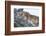 Female Lion Sleeping in Acacia Tree in Jungle, Ngorongoro, Tanzania-James Heupel-Framed Photographic Print