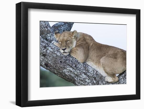 Female Lion Sleeping in Acacia Tree in Jungle, Ngorongoro, Tanzania-James Heupel-Framed Photographic Print