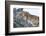 Female Lion Sleeping in Acacia Tree in Jungle, Ngorongoro, Tanzania-James Heupel-Framed Photographic Print