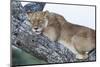 Female Lion Sleeping in Acacia Tree in Jungle, Ngorongoro, Tanzania-James Heupel-Mounted Photographic Print