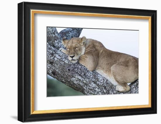 Female Lion Sleeping in Acacia Tree in Jungle, Ngorongoro, Tanzania-James Heupel-Framed Photographic Print
