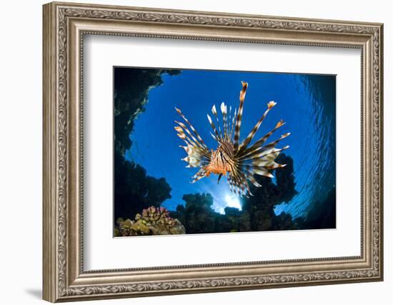 Female Lionfish (Pterois Volitans) On Coral Reef. Jackfish Alley, Ras Mohammed Marine Park, Sinai-Alex Mustard-Framed Photographic Print