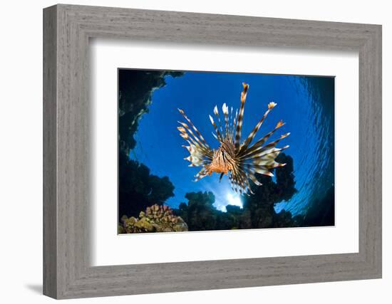 Female Lionfish (Pterois Volitans) On Coral Reef. Jackfish Alley, Ras Mohammed Marine Park, Sinai-Alex Mustard-Framed Photographic Print