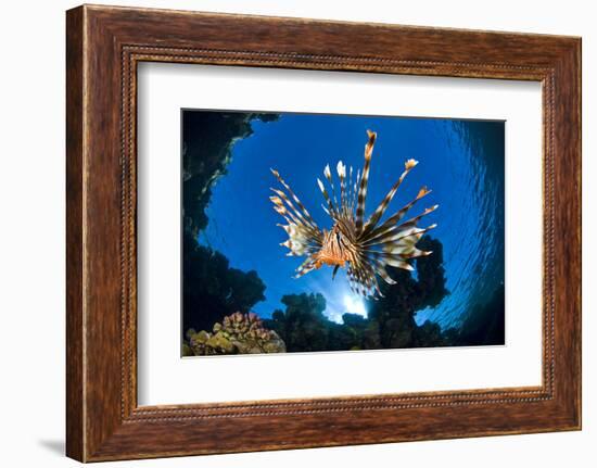 Female Lionfish (Pterois Volitans) On Coral Reef. Jackfish Alley, Ras Mohammed Marine Park, Sinai-Alex Mustard-Framed Photographic Print