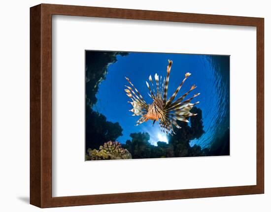 Female Lionfish (Pterois Volitans) On Coral Reef. Jackfish Alley, Ras Mohammed Marine Park, Sinai-Alex Mustard-Framed Photographic Print