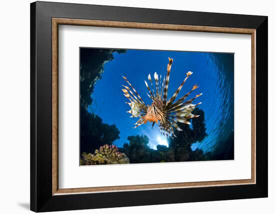 Female Lionfish (Pterois Volitans) On Coral Reef. Jackfish Alley, Ras Mohammed Marine Park, Sinai-Alex Mustard-Framed Photographic Print