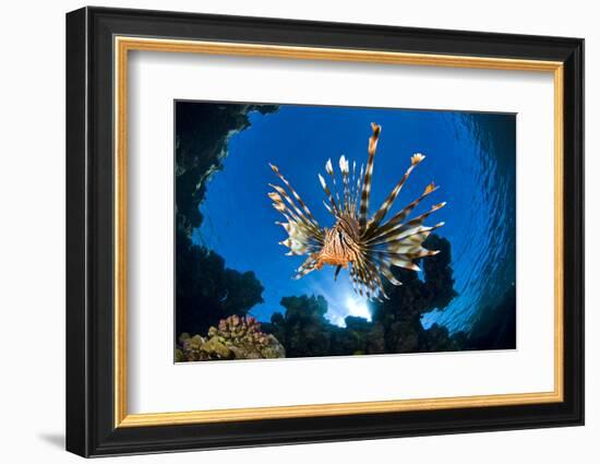 Female Lionfish (Pterois Volitans) On Coral Reef. Jackfish Alley, Ras Mohammed Marine Park, Sinai-Alex Mustard-Framed Photographic Print