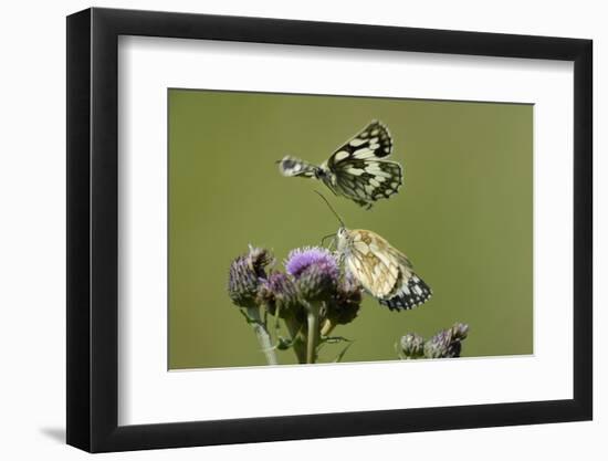 Female Marbled White Butterfly (Melanargia Galathea) Feeding-Nick Upton-Framed Photographic Print