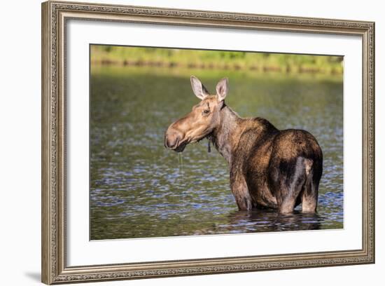 Female Moose Feeding in Glacier National Park, Montana, Usa-Chuck Haney-Framed Photographic Print