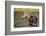 Female Moose Feeding in Glacier National Park, Montana, Usa-Chuck Haney-Framed Photographic Print