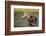 Female Moose Feeding in Glacier National Park, Montana, Usa-Chuck Haney-Framed Photographic Print