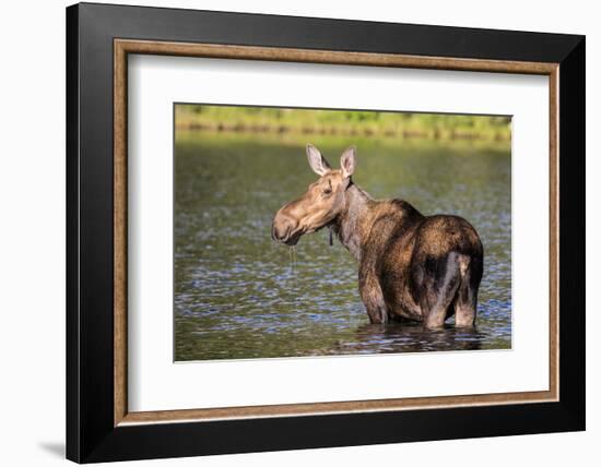 Female Moose Feeding in Glacier National Park, Montana, Usa-Chuck Haney-Framed Photographic Print