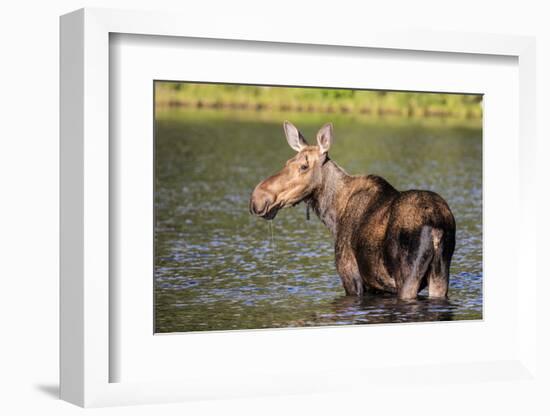 Female Moose Feeding in Glacier National Park, Montana, Usa-Chuck Haney-Framed Photographic Print