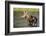 Female Moose Feeding in Glacier National Park, Montana, Usa-Chuck Haney-Framed Photographic Print