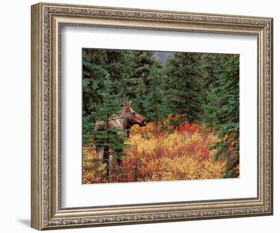 Female Moose in Denali National Park, Alaska, USA-Dee Ann Pederson-Framed Photographic Print