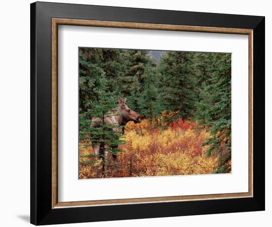 Female Moose in Denali National Park, Alaska, USA-Dee Ann Pederson-Framed Photographic Print