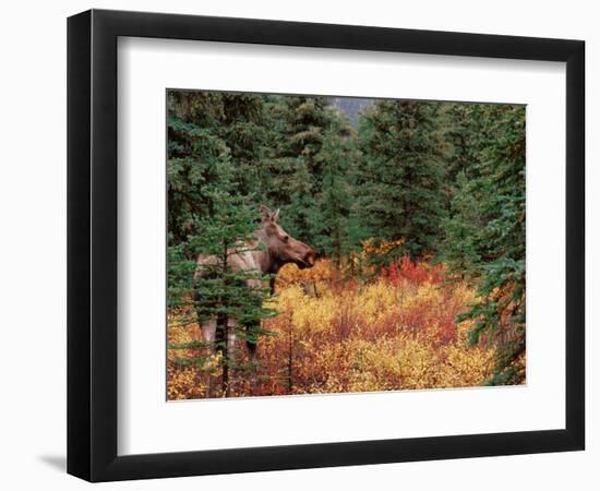 Female Moose in Denali National Park, Alaska, USA-Dee Ann Pederson-Framed Photographic Print