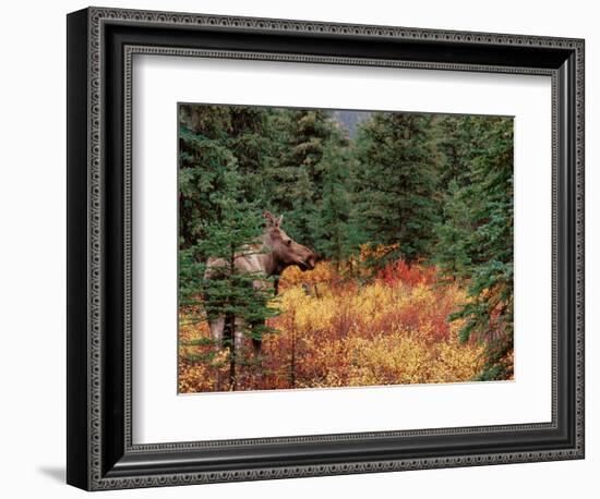 Female Moose in Denali National Park, Alaska, USA-Dee Ann Pederson-Framed Photographic Print