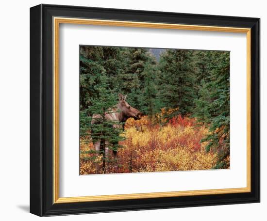 Female Moose in Denali National Park, Alaska, USA-Dee Ann Pederson-Framed Photographic Print