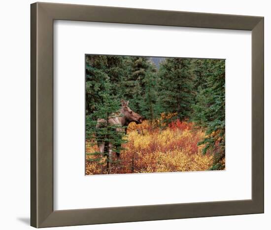 Female Moose in Denali National Park, Alaska, USA-Dee Ann Pederson-Framed Photographic Print