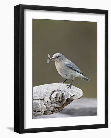 Female Mountain Bluebird (Sialia Currucoides) with an Insect, Yellowstone Nat'l Park, Wyoming, USA-James Hager-Framed Photographic Print