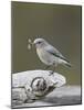 Female Mountain Bluebird (Sialia Currucoides) with an Insect, Yellowstone Nat'l Park, Wyoming, USA-James Hager-Mounted Photographic Print